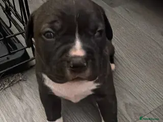 American Bully dogs American bully classic puppies for sale - Advert 2