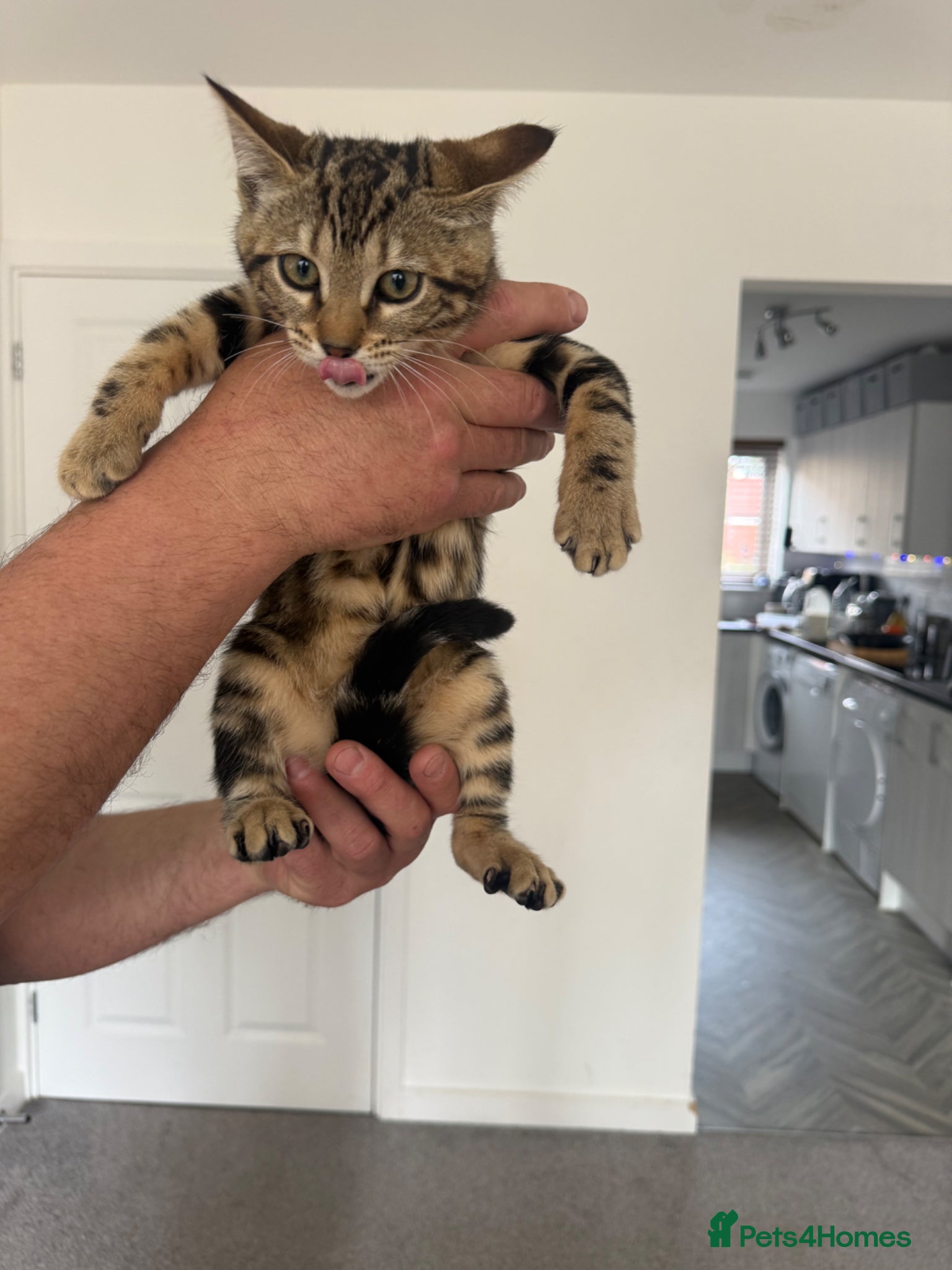 Bengal cats Bengal Marble girl left, Reduced price!!! - Advert 1