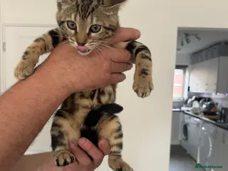 Bengal cats Bengal Marble girl left, Reduced price!!! - Advert 6