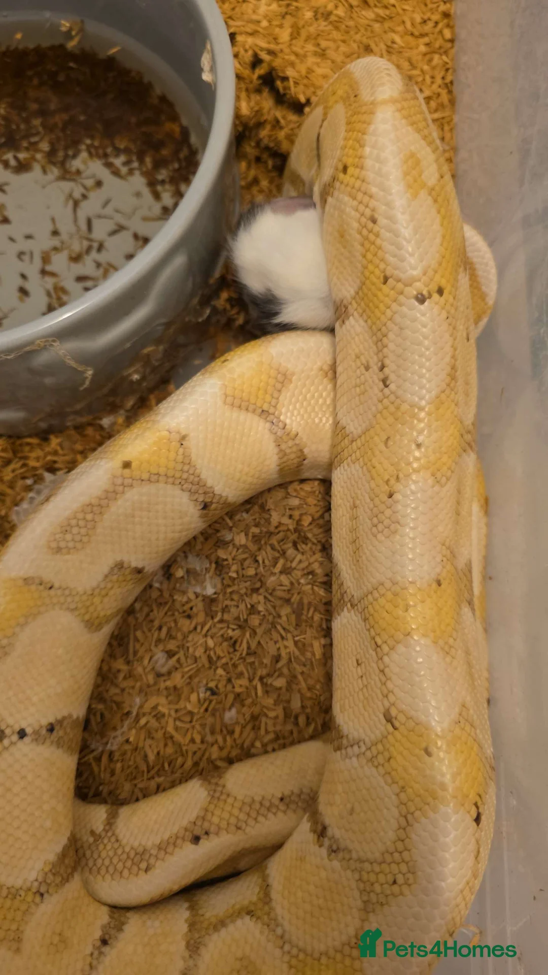 Python Snake reptiles for sale: Ball Pythons – Many Morphs – Free / Low Price - Advert 2