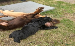 Cocker Spaniel dogs for sale: Male working cocker spaniel puppy kc reg - Image 23