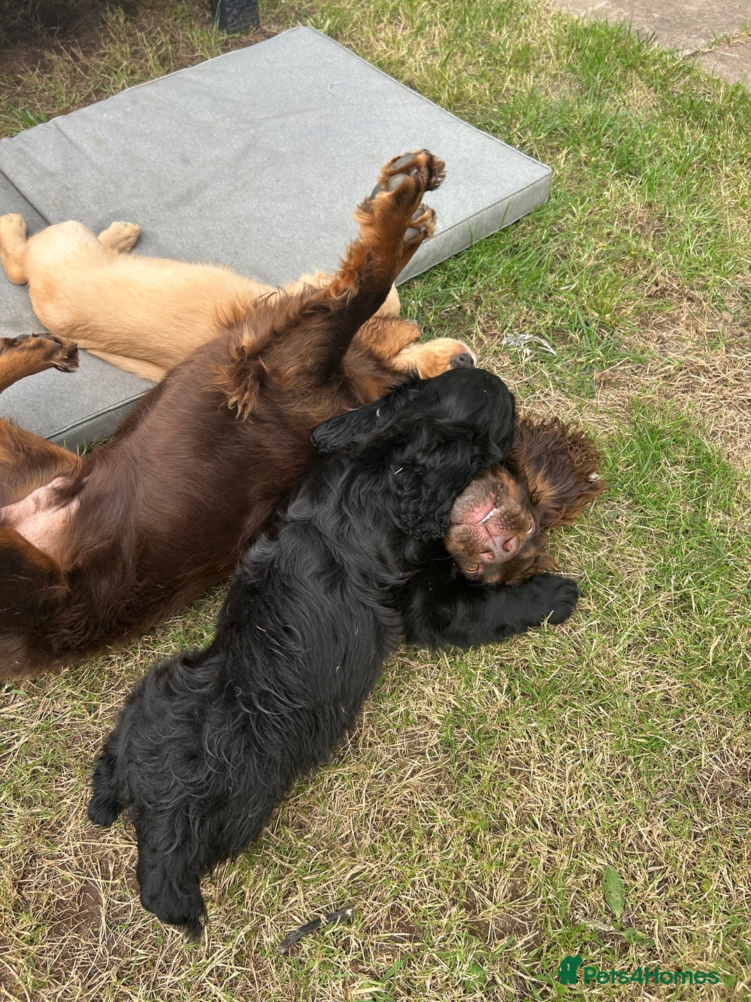 Cocker Spaniel dogs for sale: Male working cocker spaniel puppy kc reg - Image 23