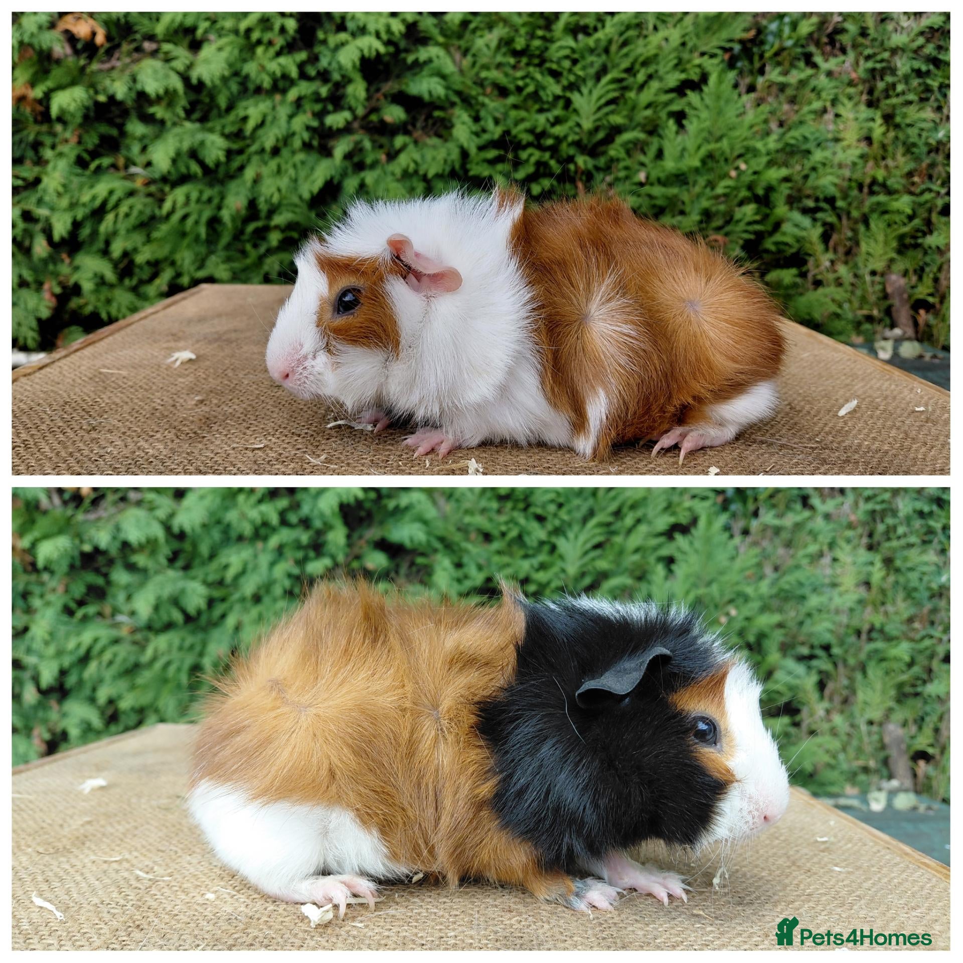 Guinea Pig rodents Baby boar guinea-pigs - Advert 5