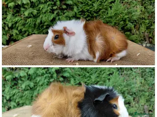Guinea Pig rodents Baby boar guinea-pigs - Advert 5