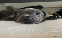 Staffordshire Bull Terrier dogs for sale: Beautiful Staffordshire bull terrier puppy’s  - Image 6