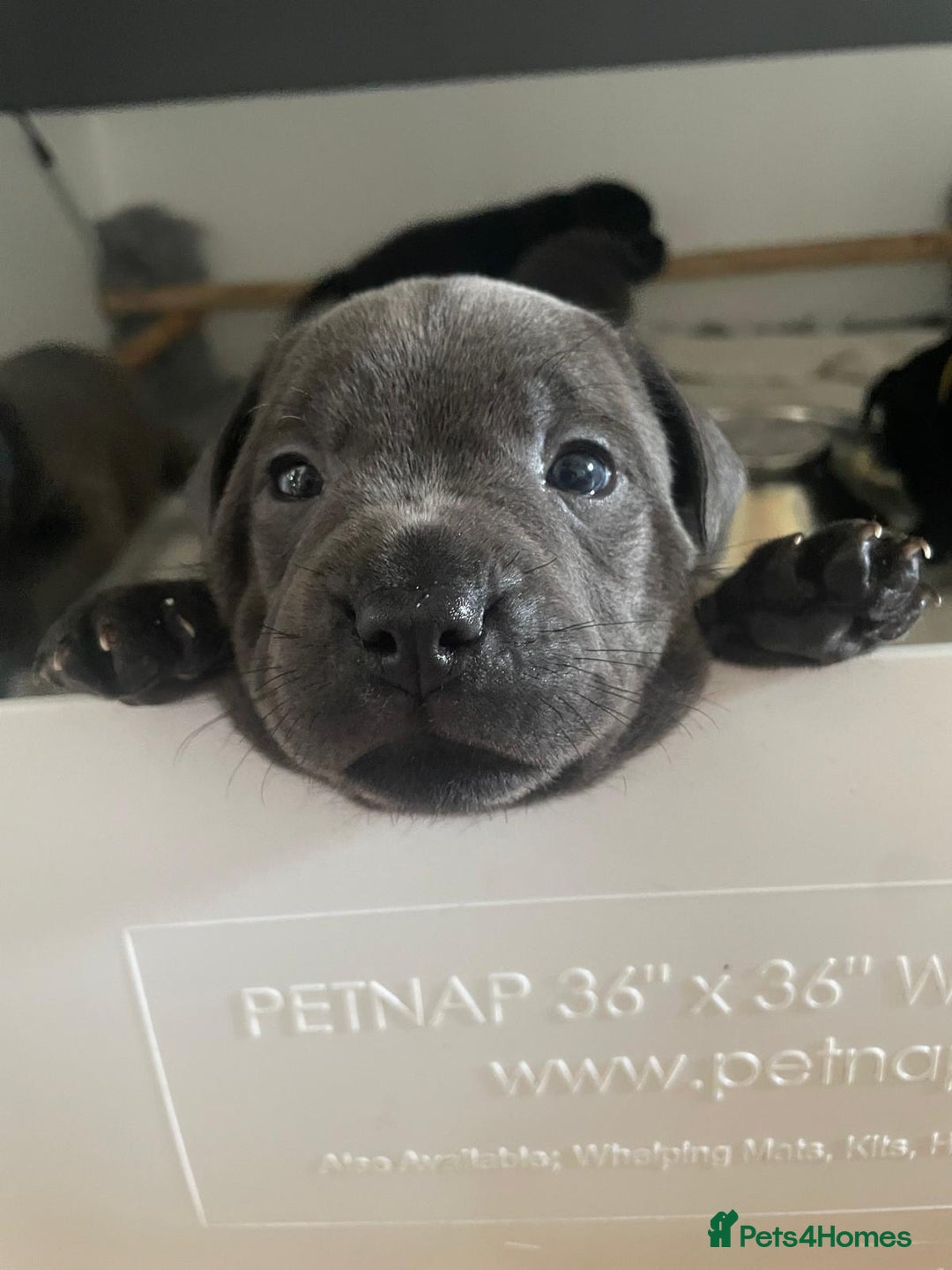 Staffordshire Bull Terrier dogs for sale: Beautiful Staffordshire bull terrier puppy’s  - Image 6