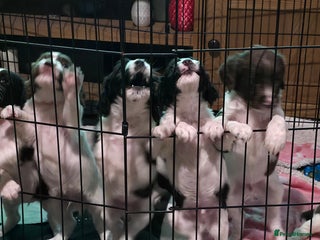 Sprocker dogs - Advert 6