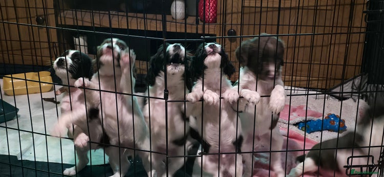 Sprocker dogs - Advert 7