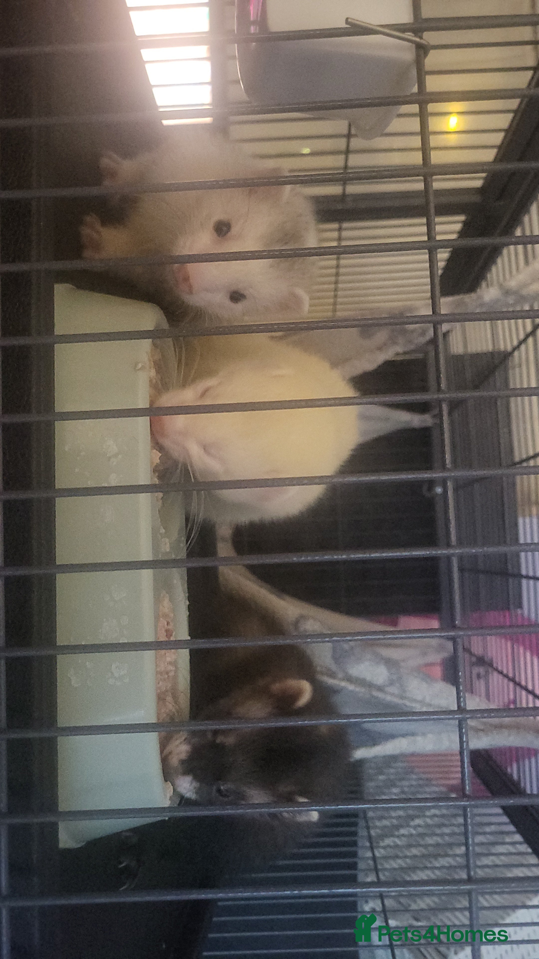 Ferret rodents for sale: 3 male ferrets - Advert 1
