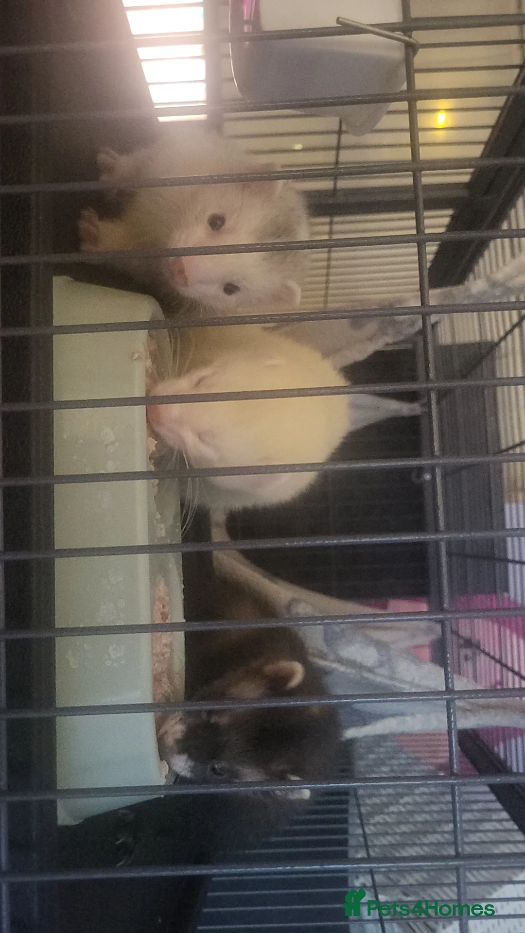 Ferret rodents for sale: 3 male ferrets - Advert 1