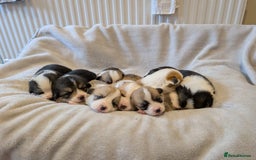 Welsh Corgi Pembroke dogs for sale: 9 Stunning Corgis  - Image 17