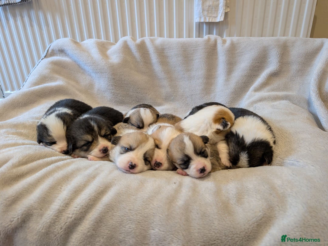 Welsh Corgi Pembroke dogs for sale: 9 Stunning Corgis  - Image 17