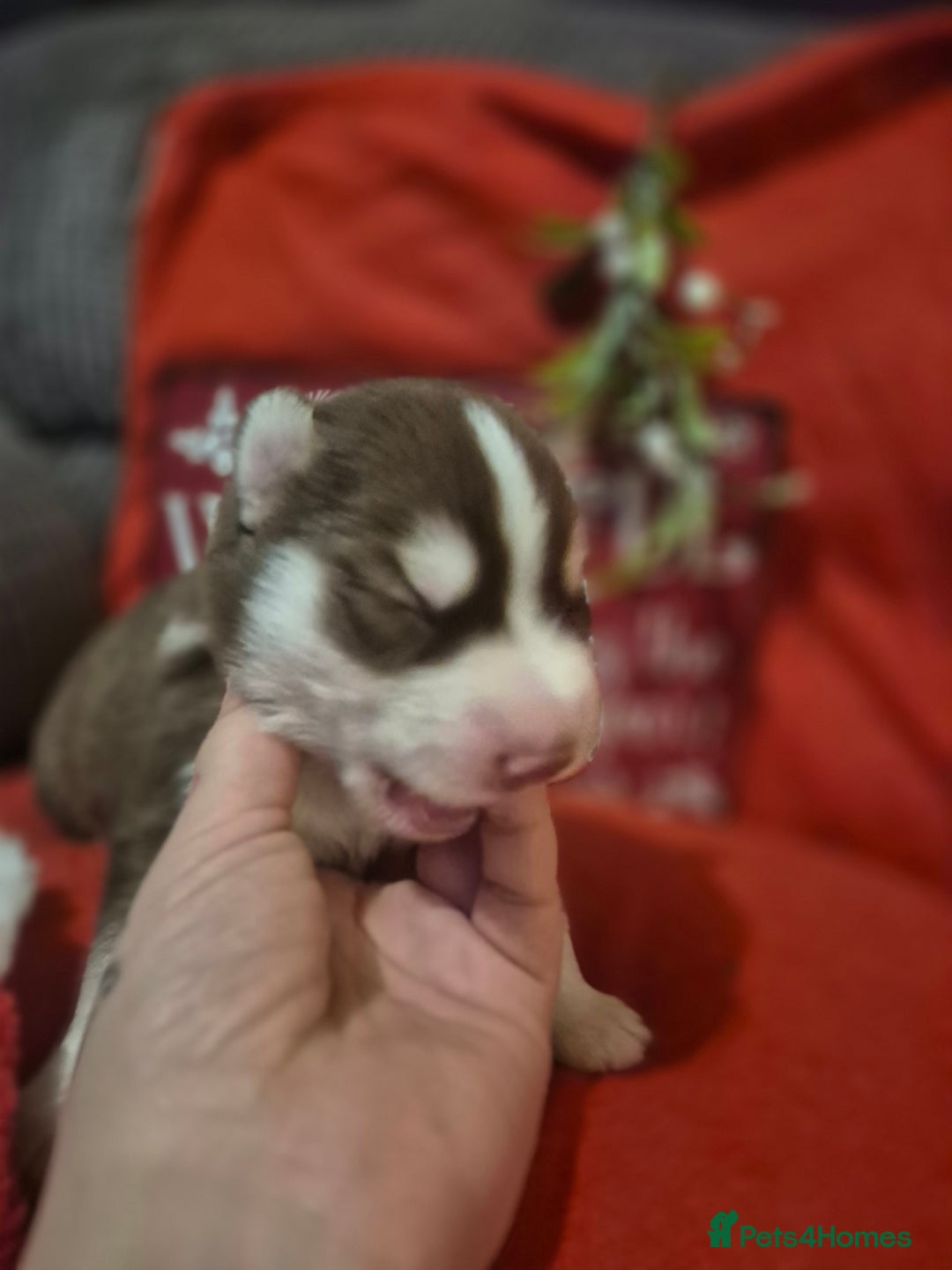 Alaskan Malamute dogs for sale: Beautiful husky malmute puppies - Advert 9