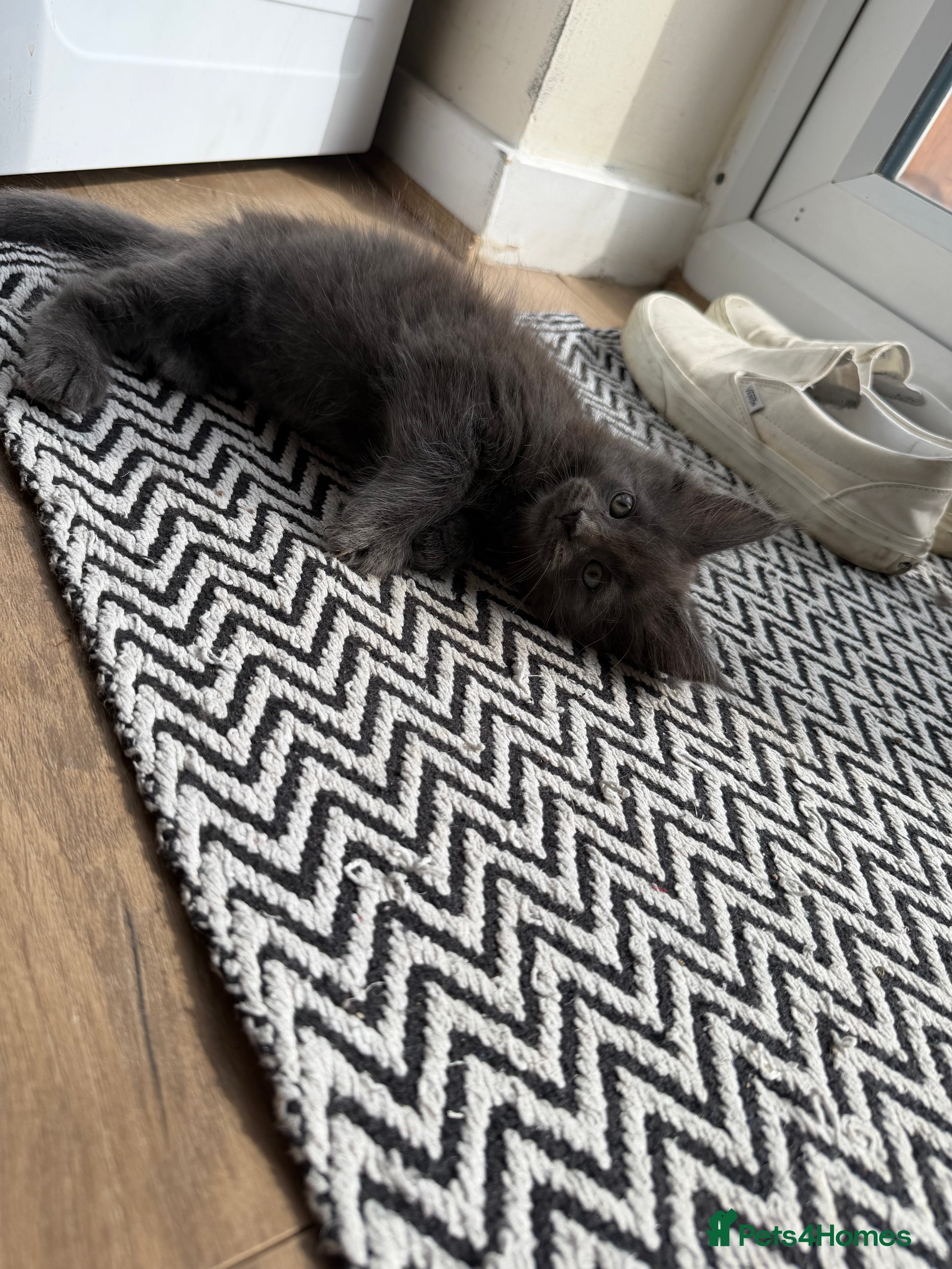 Maine Coon cats Maine Coon kittens  - Advert 1