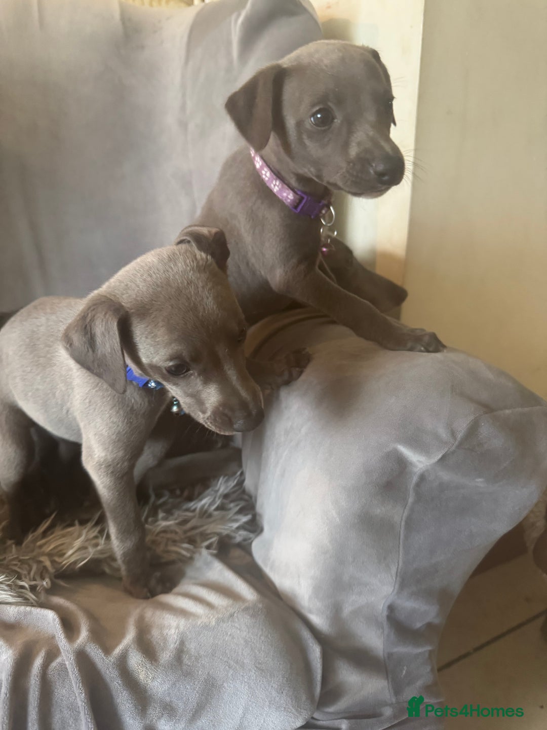 Whippet dogs for sale: Beautiful KC Reg Blue Whippet puppies - Image 28