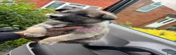 Utonagan dogs for sale: Husky x Alaskan malamute  - Advert 4