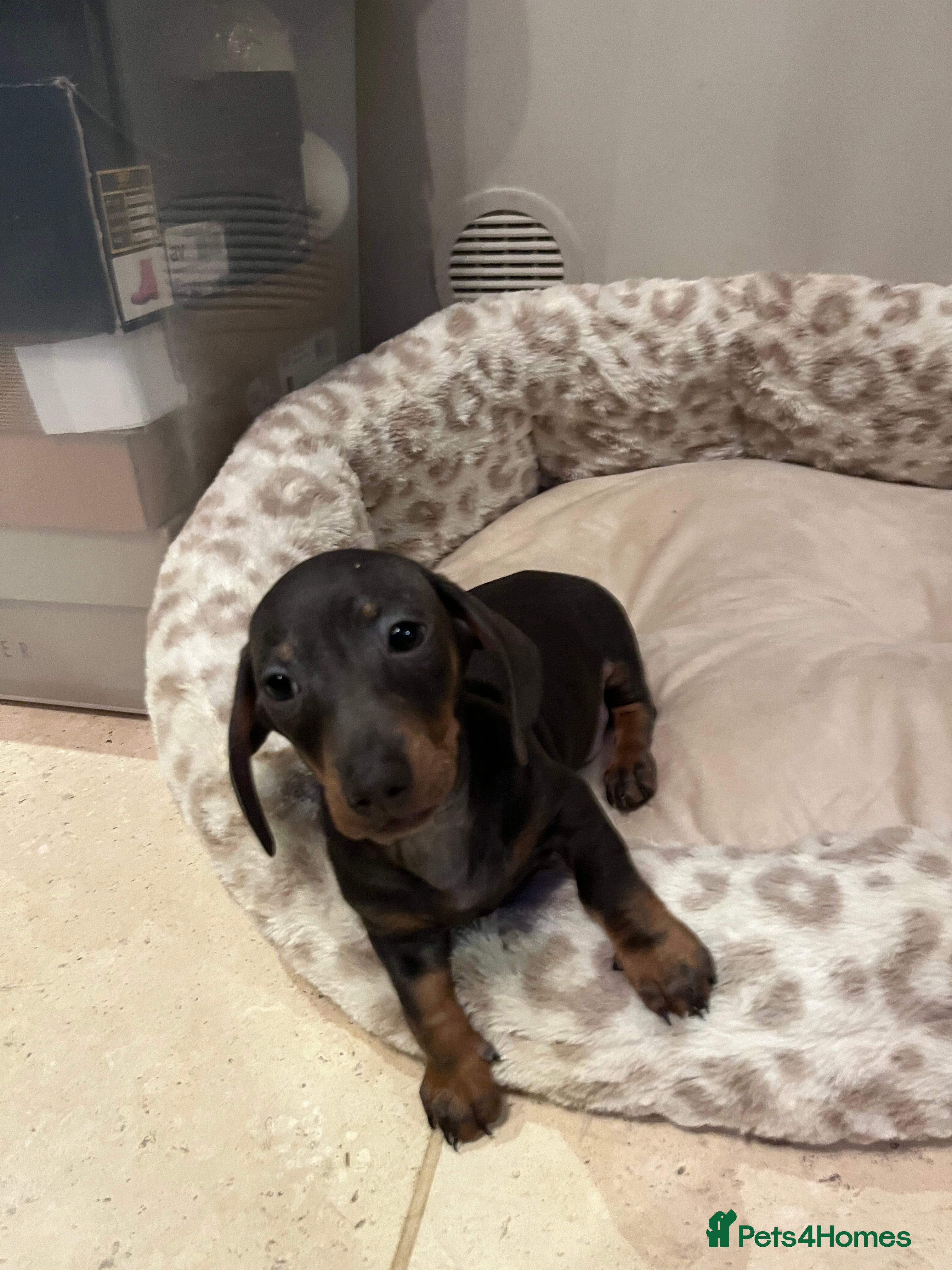 Miniature Dachshund dogs 💕Ready now Minature Dachshund 💕 - Advert 14