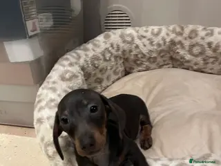 Miniature Dachshund dogs 💕Ready now Minature Dachshund 💕 - Advert 14