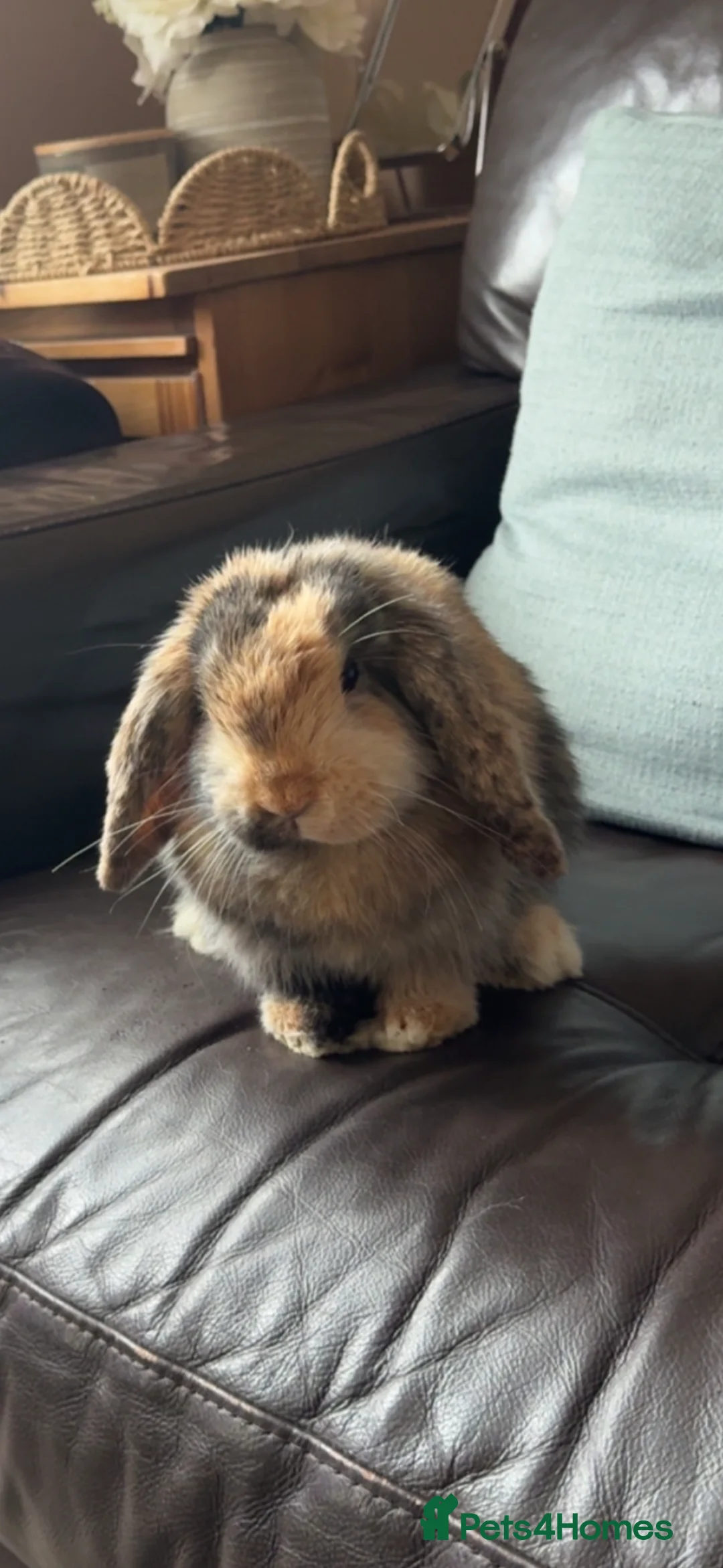 Mini Lop rabbits for sale: Cute Harley Quinn Mini Lop Baby Rabbit - Advert 1