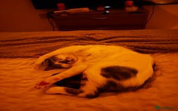 Domestic Shorthair cats for sale: Beautiful girl cat for rehoming  - Image 7