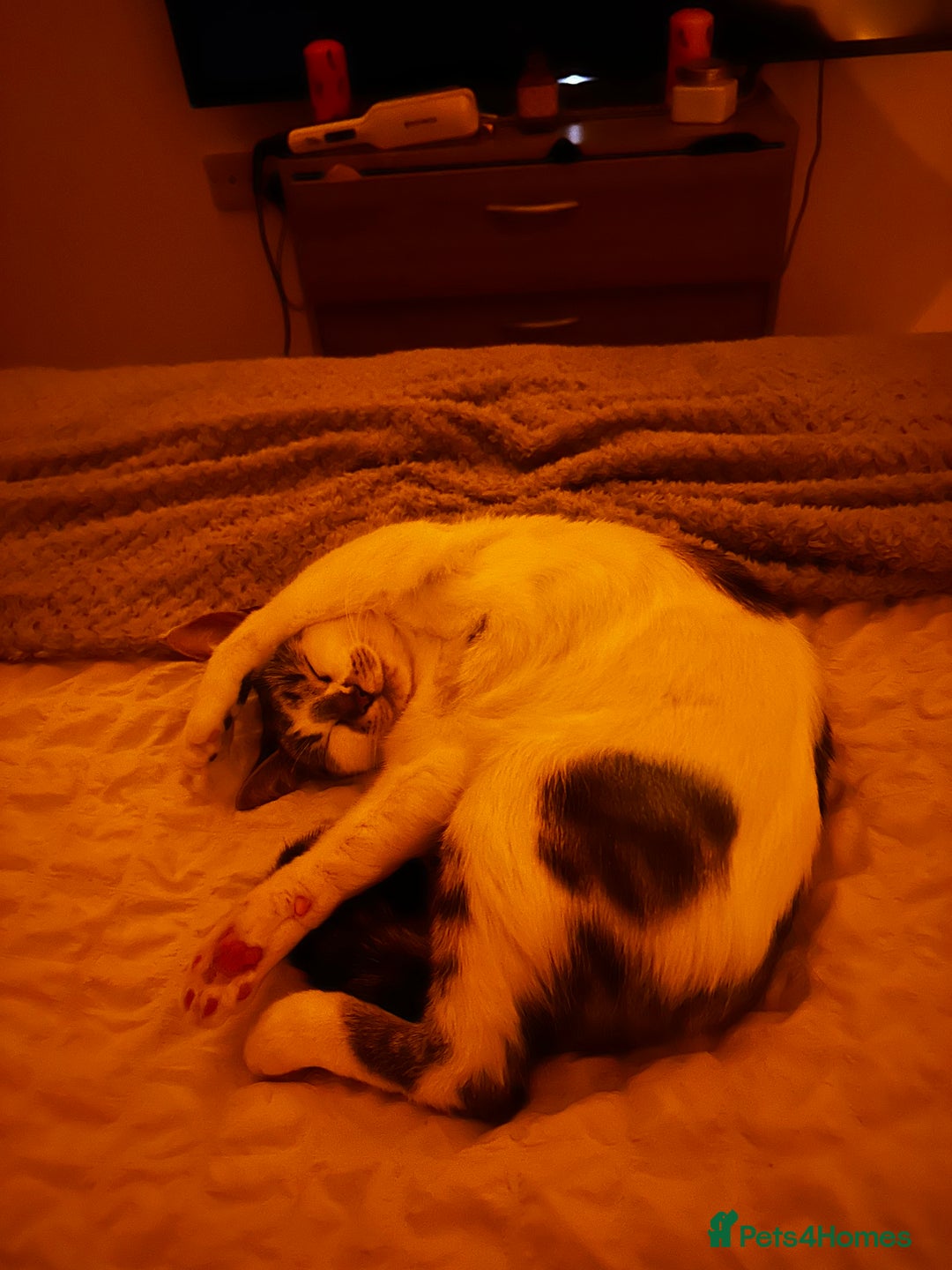 Domestic Shorthair cats for sale: Beautiful girl cat for rehoming  - Image 7