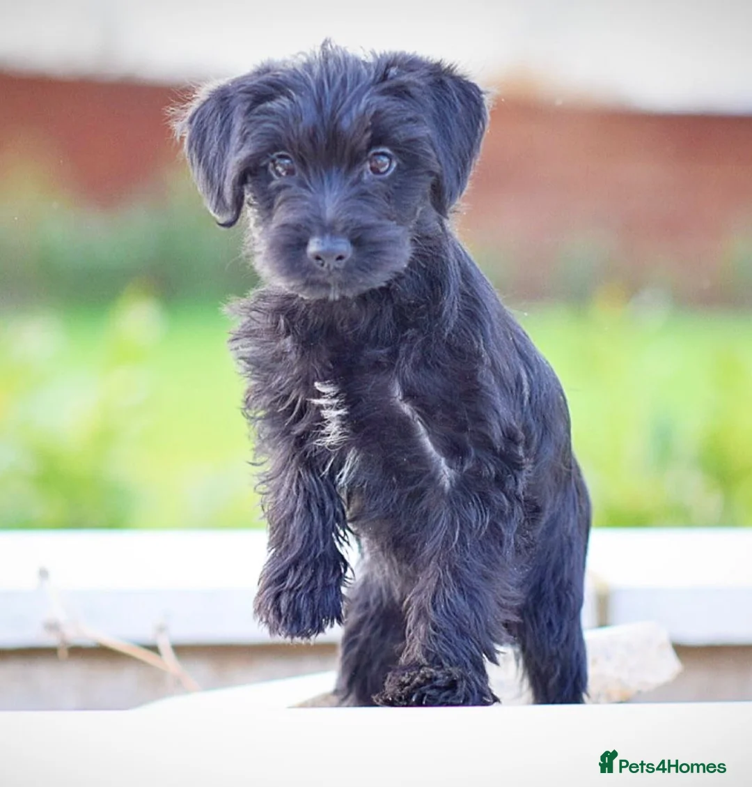 Mixed Breed dogs for sale: Council approved 5⭐️Rated Licensed Registered  - Advert 8