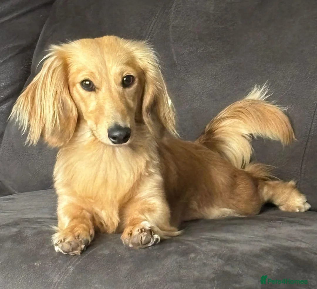 Miniature Dachshund dogs for sale: Beautiful Miniature Dachshund Boys, fab colourings in Bridgnorth - Advert 2