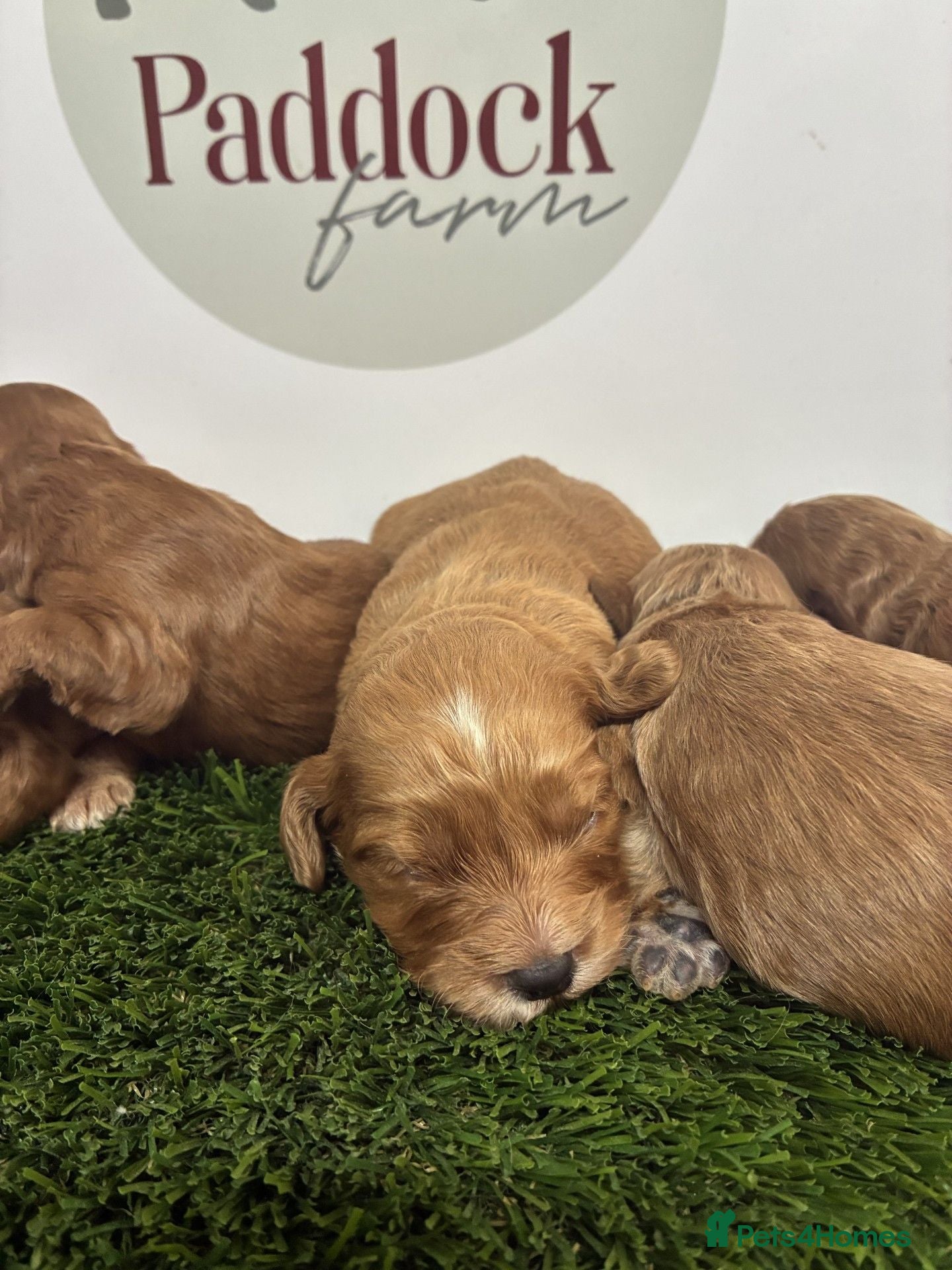 Cockapoo dogs 🌟 Gorgeous F1 Cockapoo puppies 🌟 - Advert 1