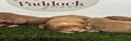 Cockapoo dogs for sale: 🌟 Gorgeous F1 Cockapoo puppies 🌟 - Advert 1