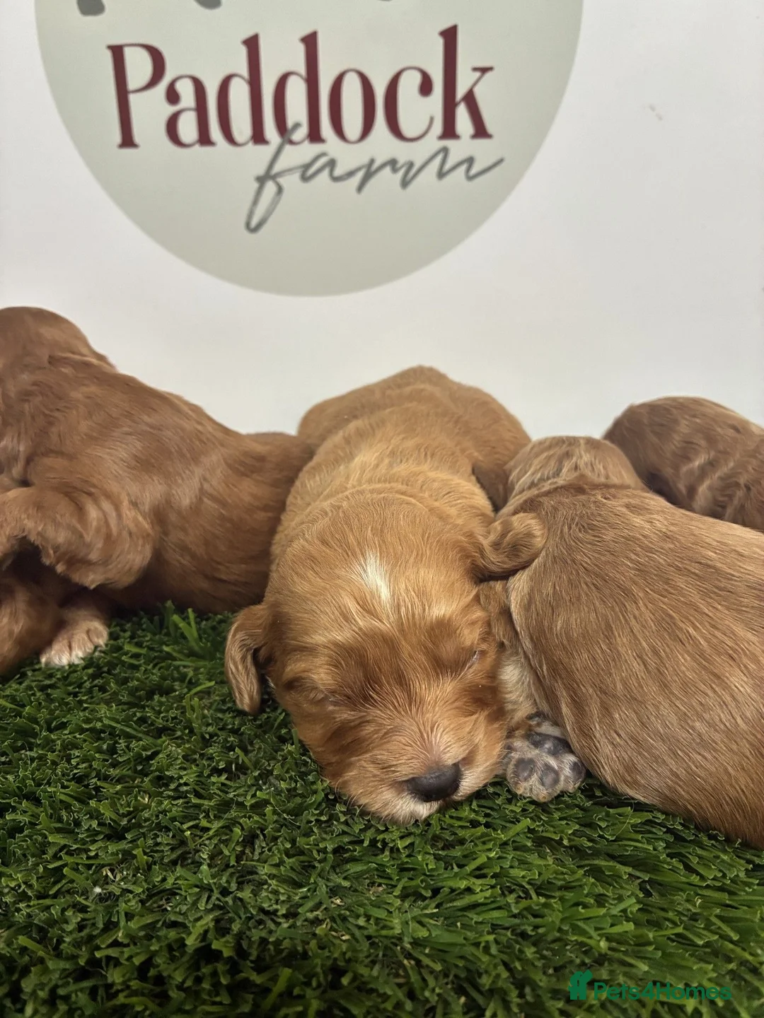 Cockapoo dogs for sale: 🌟 Gorgeous F1 Cockapoo puppies 🌟 - Advert 1