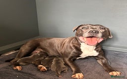 Staffordshire Bull Terrier dogs for sale: Beautiful KC Staffordshire bull terrier Puppies - Image 7