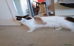 Ragdoll cats for sale: Pedigree Ragdoll BondingPair Adult Cats  - Image 7