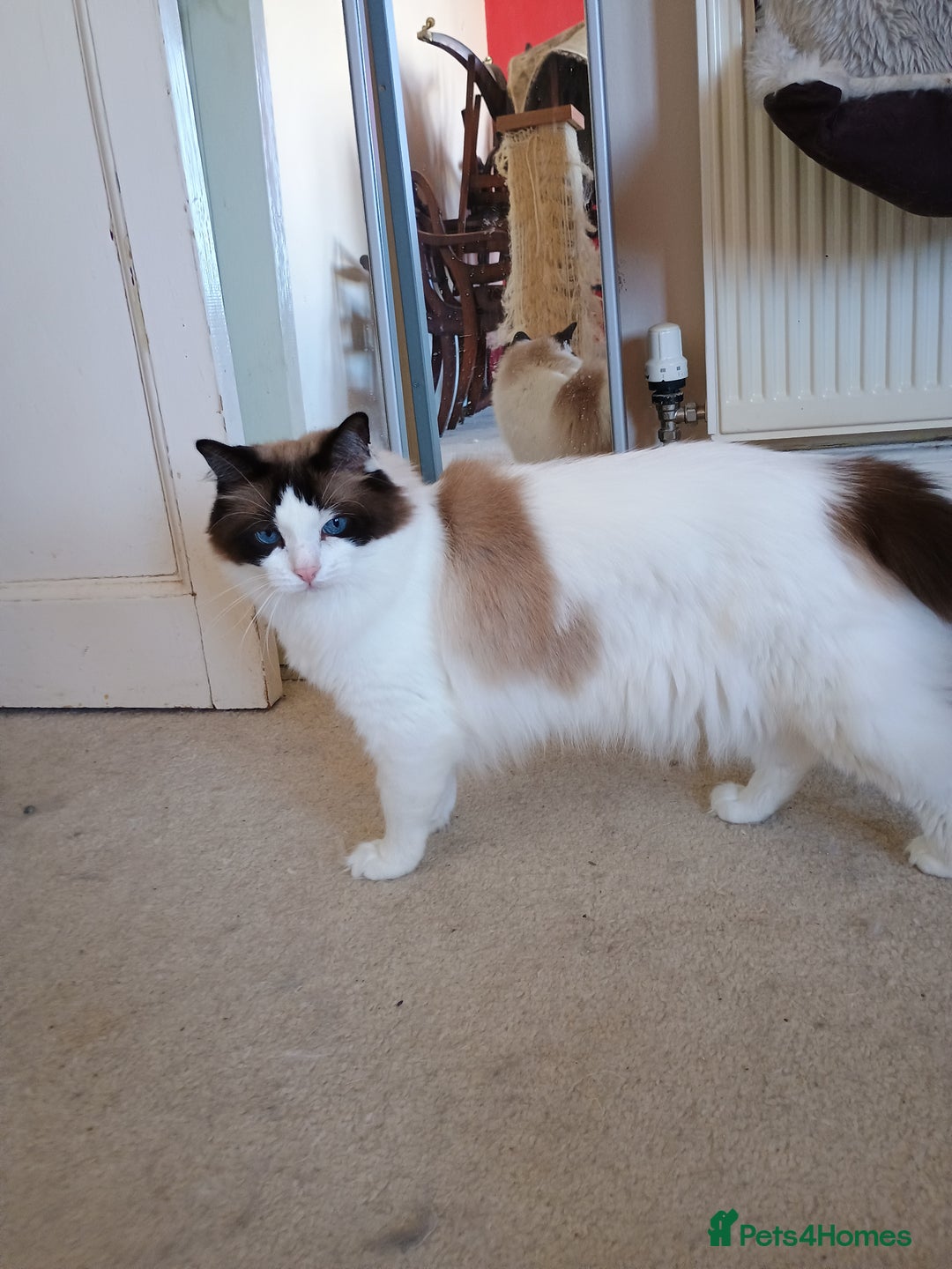 Ragdoll cats for sale: Pedigree Ragdoll BondingPair Adult Cats  - Image 7