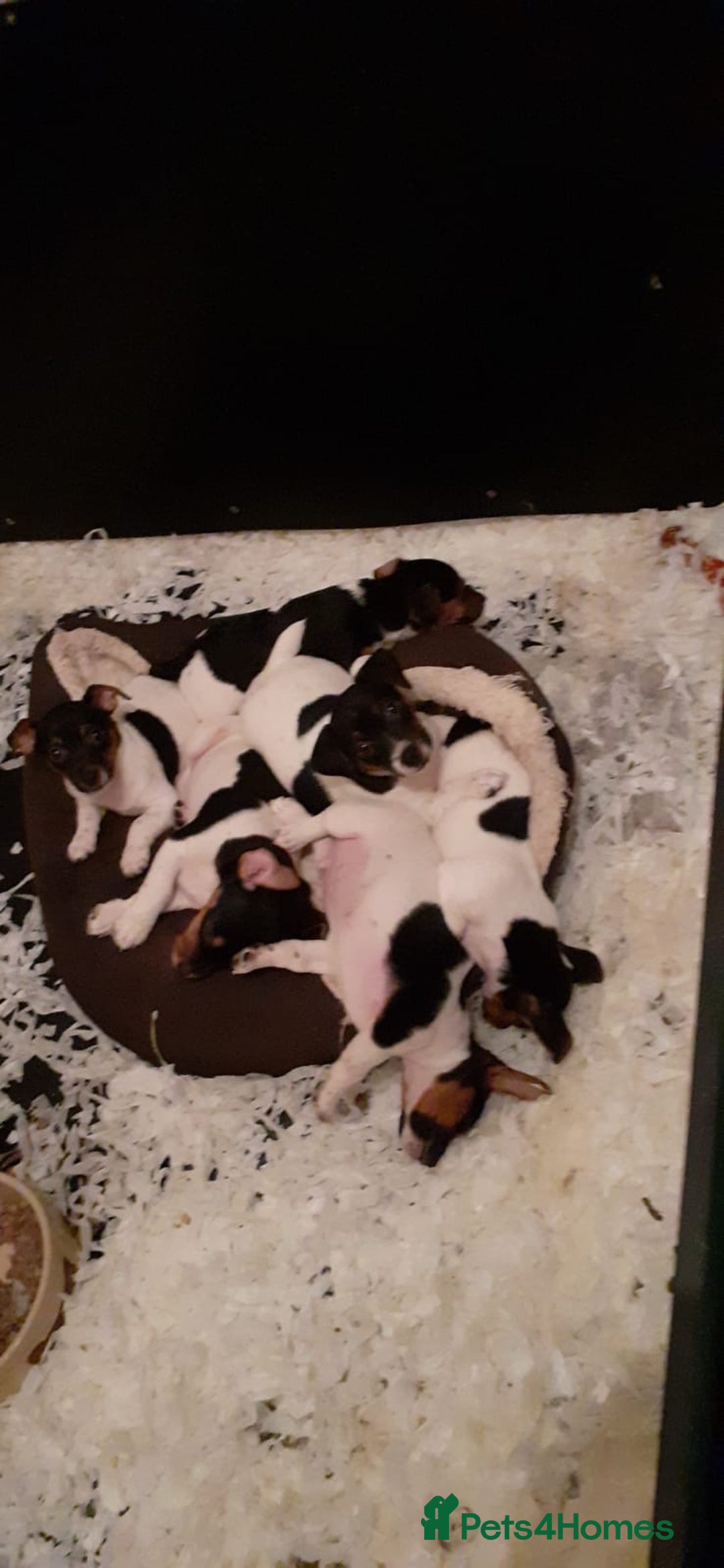 Jack Russell dogs for sale: Jack Russell puppies  - Advert 2