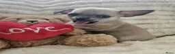 Chihuahua dogs for sale: Stunning chihuahua puppies  - Advert 19