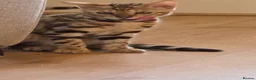 Bengal cats for sale: READY NOW FULL BENGAL KITTENS TICA REGISTERED  in Whitby - Advert 1