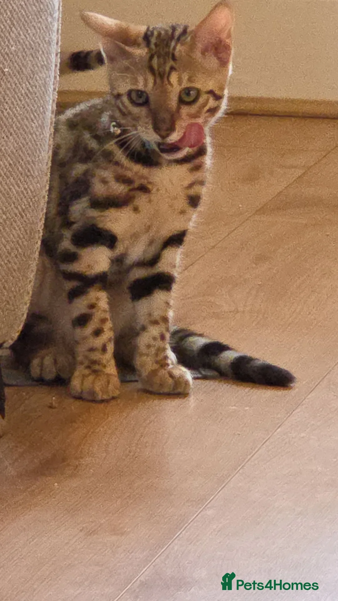 Bengal cats for sale: READY NOW FULL BENGAL KITTENS TICA REGISTERED  in Whitby - Advert 1