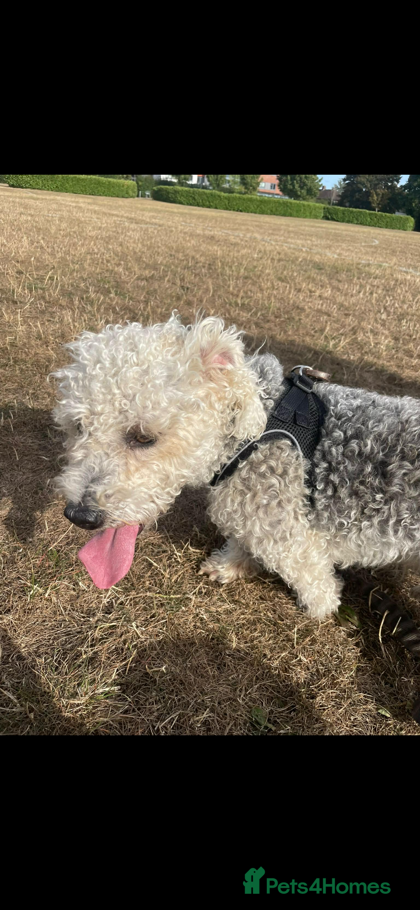 Mixed Breed dogs my girl has had a lovely litter of pups  - Advert 15
