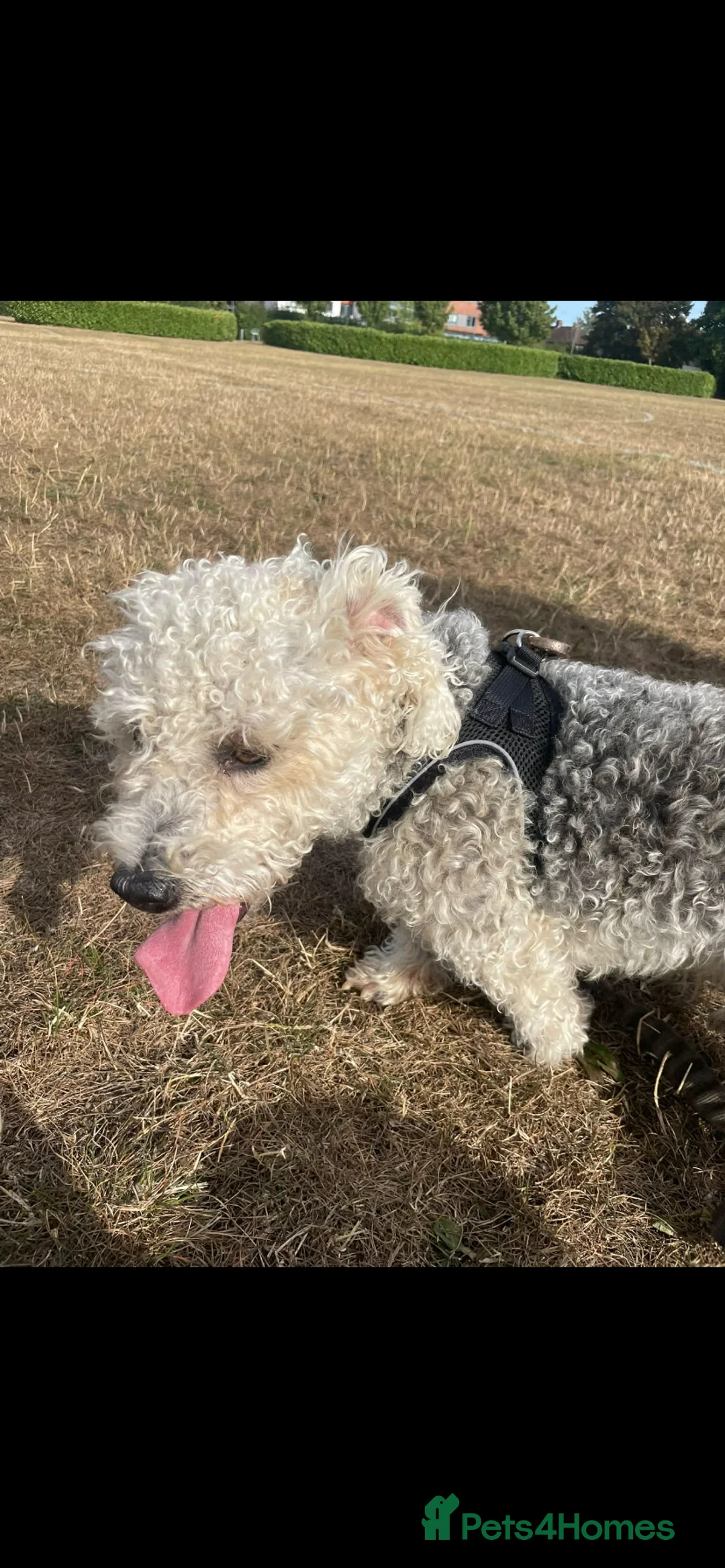 Mixed Breed dogs for sale: my girl has had a lovely litter of pups  - Advert 1