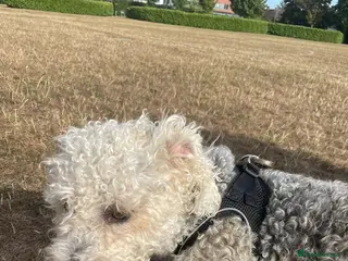 Mixed Breed dogs my girl has had a lovely litter of pups - Advert 15