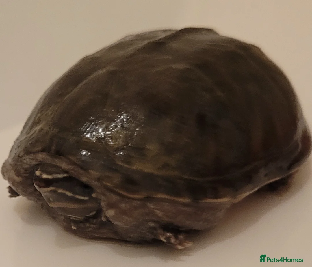 Tortoise reptiles for sale: Tortoise for sale in Rotherham - Advert 2