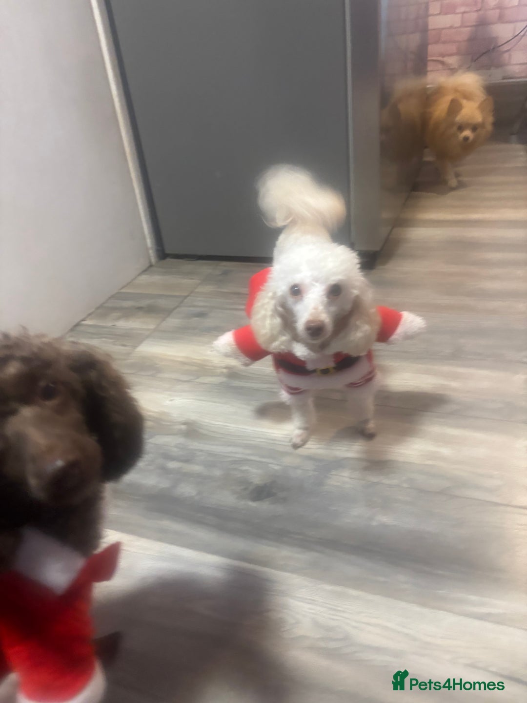 Toy Poodle dogs for stud: POSHLICIOUS'S POSH CRÈME aka Loui - Advert 4