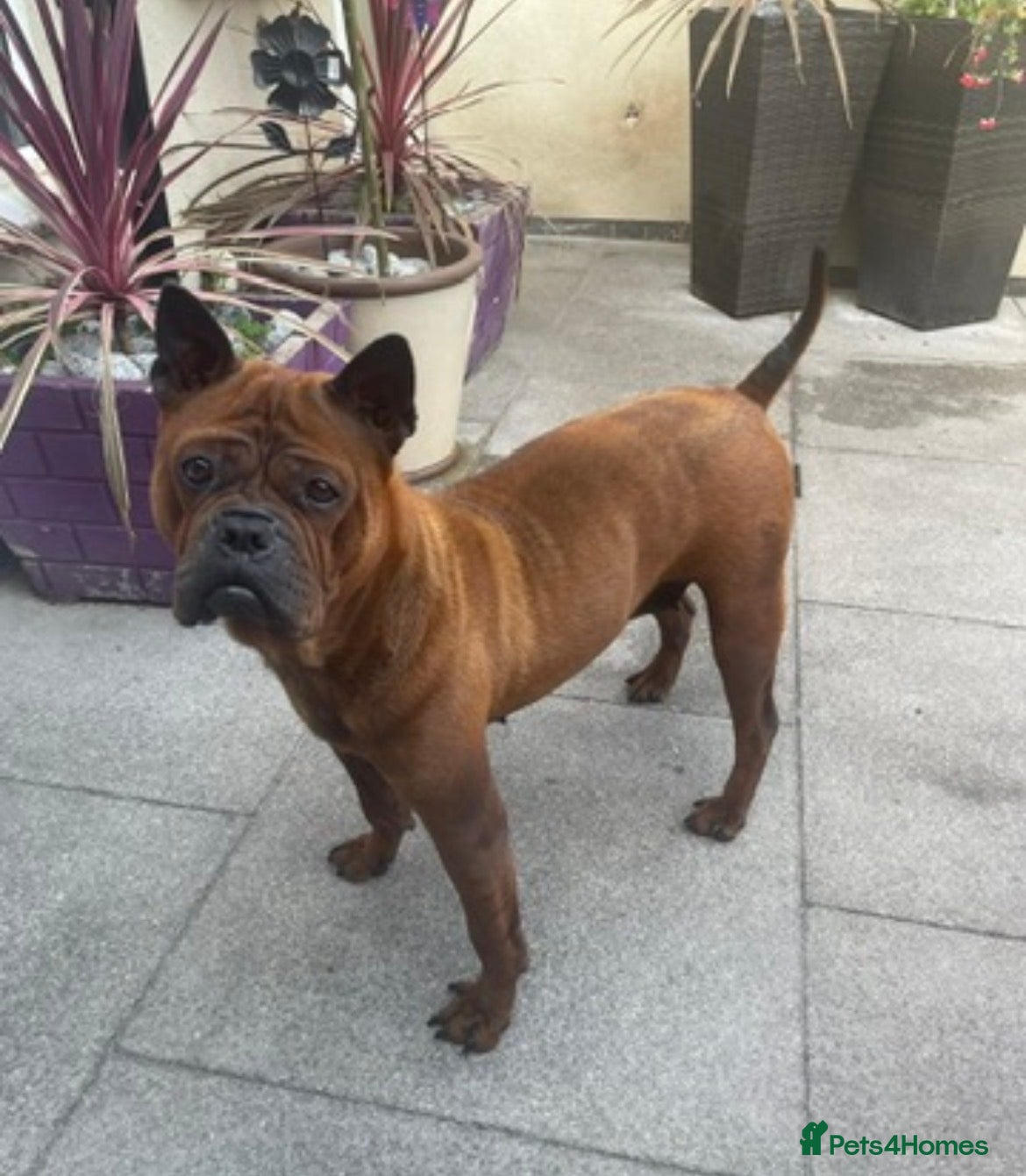 Chinese Red Dog dogs Needs a good home  - Advert 10