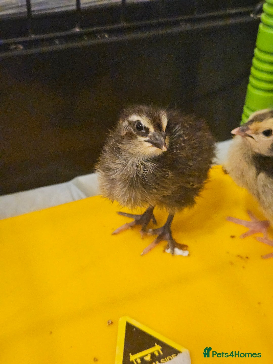 Quail poultry for sale: Quails  - Image 13