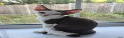 Devon Rex cats for sale: Darling Devons  in Waltham Cross - Advert 14