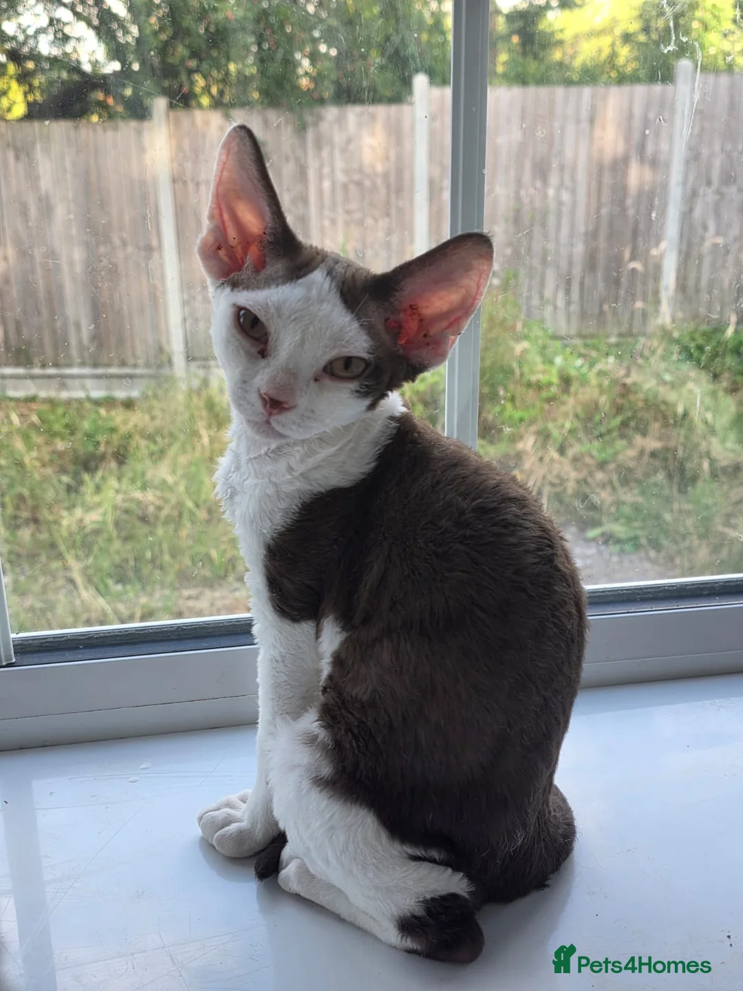 Devon Rex cats for sale: Darling Devons  in Waltham Cross - Advert 14