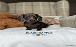 Miniature Dachshund dogs for sale: ❤️MINIATURE DACHSHUNDS❤️ - Image 2