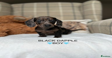 Miniature Dachshund dogs - Advert 12