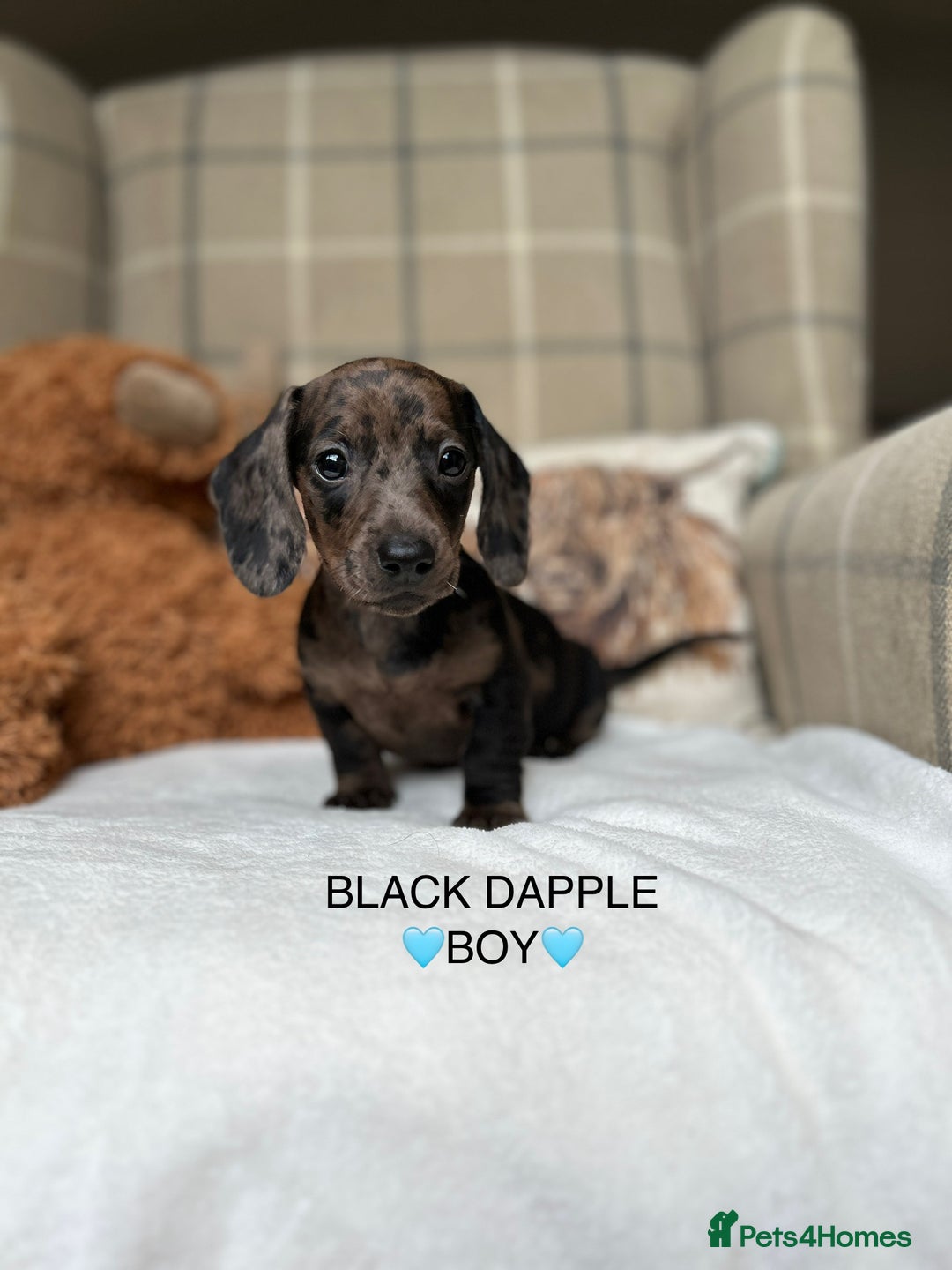 Miniature Dachshund dogs for sale: ❤️MINIATURE DACHSHUNDS❤️ - Image 2