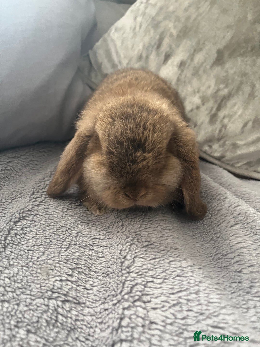 Mini Lop rabbits for sale: Mini lop rabbit - Advert 11